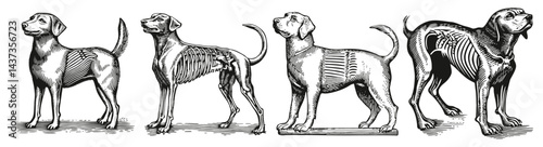 Detailed Anatomical Illustration of Dog Anatomy in Four Stages, Logo Design, Hand drawing Engraving, Vector Illustration Isolated Object