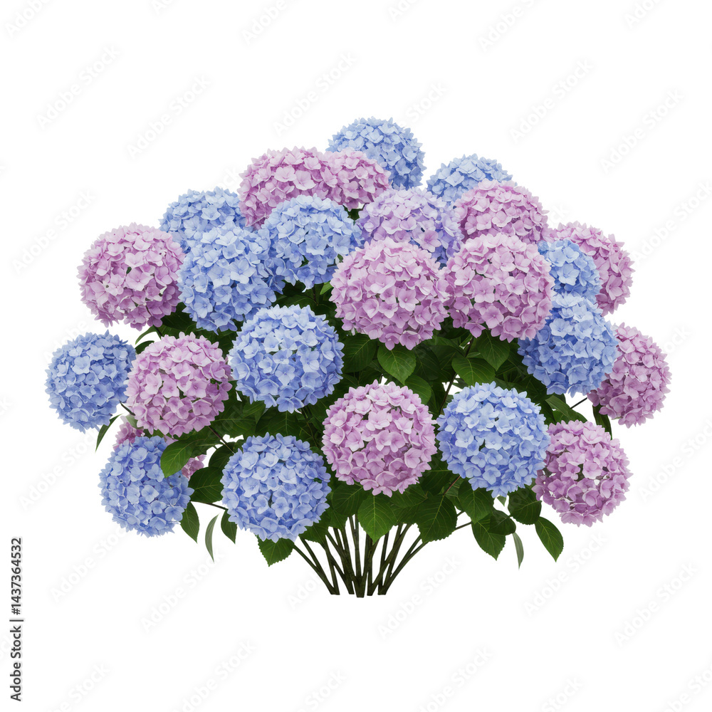 Blue hydrangea pink hydrangea flower leaf bush isolated blooming spring summer garden