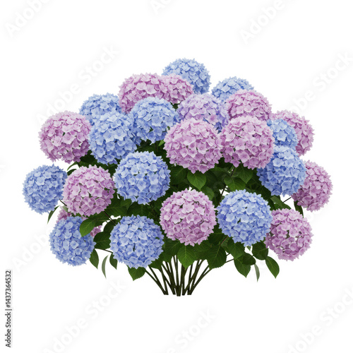 Obraz na płótnie Blue hydrangea pink hydrangea flower leaf bush isolated blooming spring summer garden w salonie