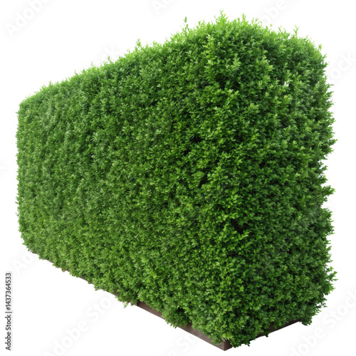 Rectangular green hedge, lush foliage, isolated transparency background, perfect for garden