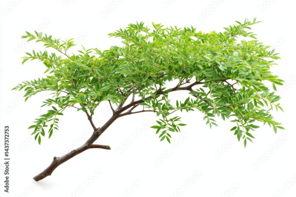Lush green branch with fresh foliage Lush green branch with fresh foliage
