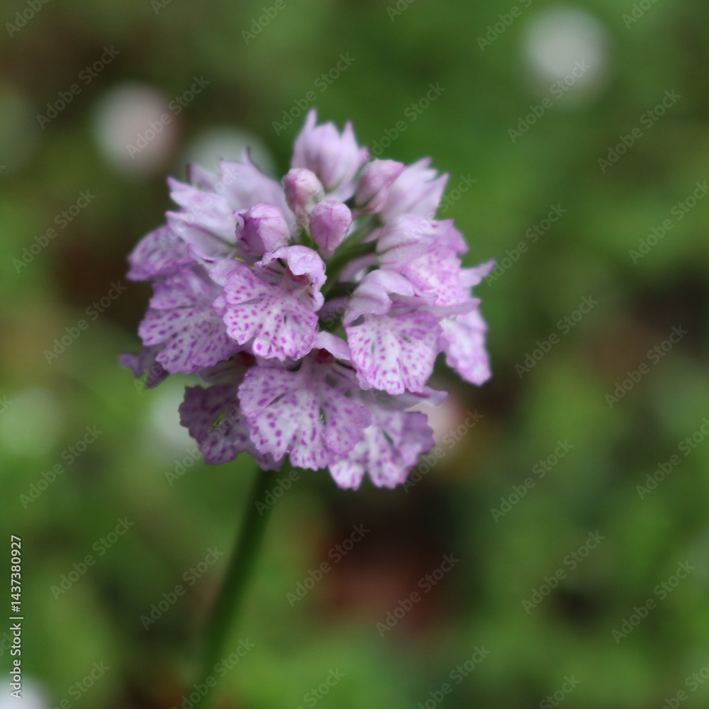 Close-up of Orchis purpurea. Pink Lady orchid in the meadow on selective focus