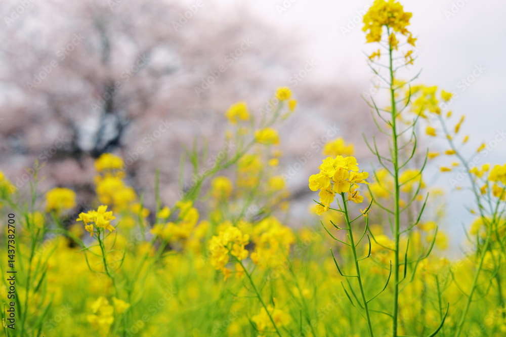 Cherry blossoms and rapeseed flowers(桜と菜の花) Cherry blossoms and rapeseed flowers(桜と菜の花)