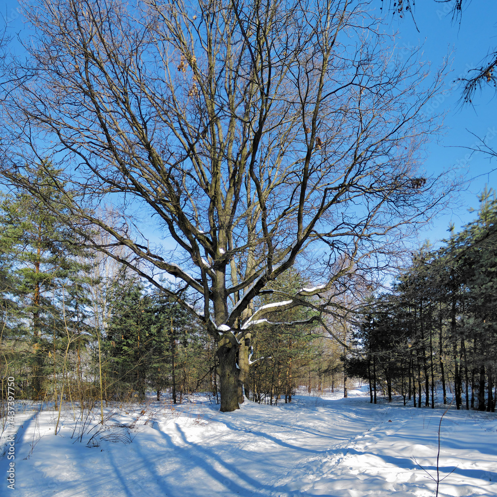 Oak tree in a winter forest