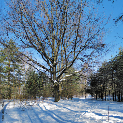 Obraz na płótnie Oak tree in a winter forest w salonie