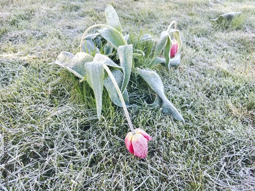 Frost-Covered Tulips in a Spring Garden