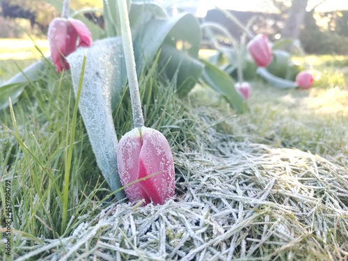 Frost-Covered Tulips in a Spring Garden