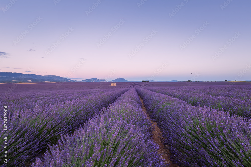 Lavender field in Provence, France, at sunrise, with a stone building
