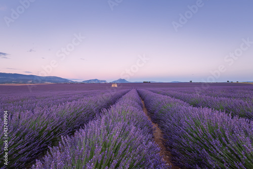 Lavender field in Provence, France, at sunrise, with a stone building