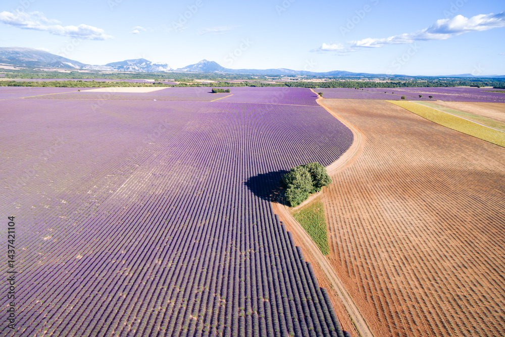 Aerial view of lavender fields in Provence, France, showcasing the region's beauty..