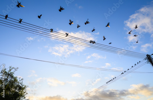 Birds flying motion blur over the power cables. Auckland.