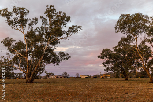 Rural farm with cattle and buildings at sunset