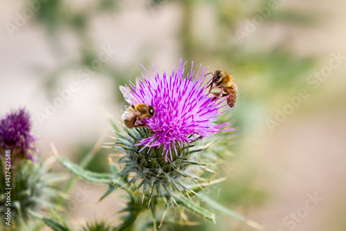 Honey Bees on Purple scotch thistle or Wooly Thistle.  Cirsium eriophorum photo