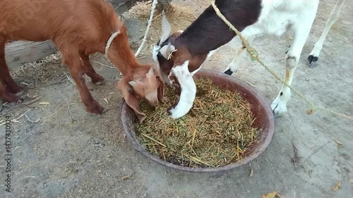 Two goats eating fresh green fodder from a large bowl at a rural farm, traditional goat feeding in countryside Pakistan

