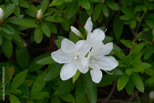 white flowers closed-up