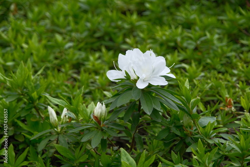 white flowers on green background