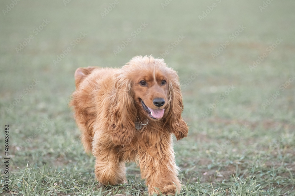 Portrait of a beautiful purebred cocker spaniel in a spring field. Portrait of a beautiful purebred cocker spaniel in a spring field.