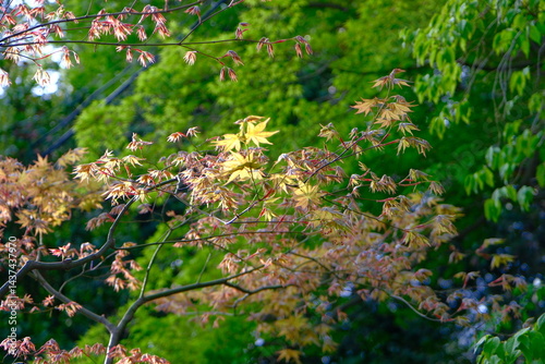 Japanese Maple leaf