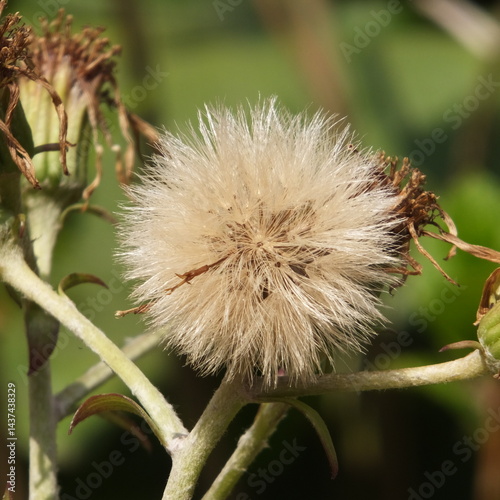 thistle seed heads