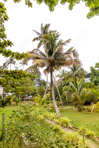 Wallpaper Mural A palm tree is the main focus of the image, with a lush green background Torontodigital.ca