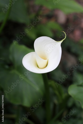 Arum lily flower stem photo