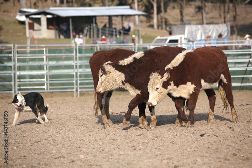 Working dog rounding up cattle