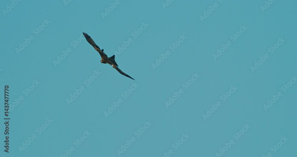 Agra, Uttar Pradesh, India. Black Kites Flying In Slow Motion, Close Up Details. Blue Sky Background. Black Kite Hovers In Air