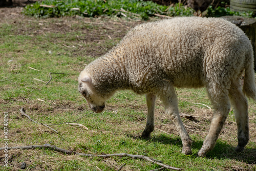 Sheep lambs free range in yard