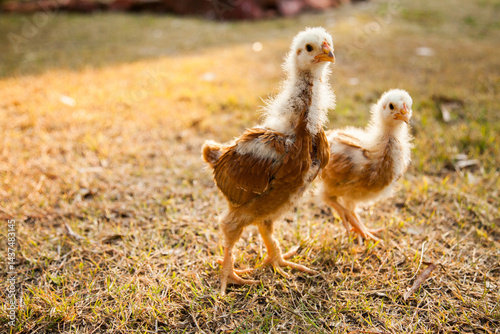 Two month old chicks scratching in the grass in the backyard with afternoon sunlight