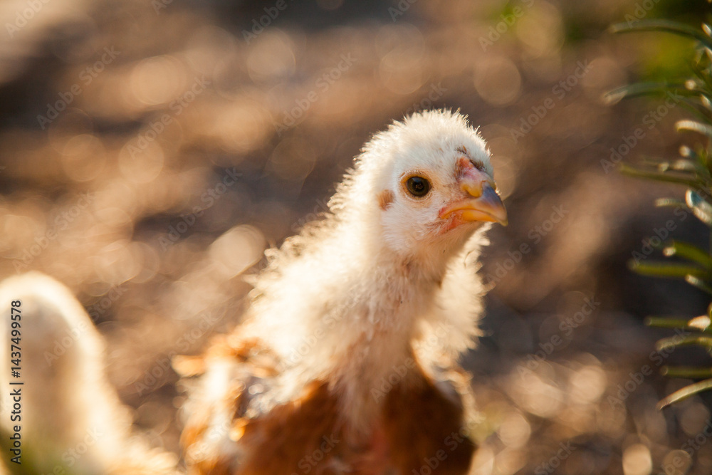 Month old chick free range in the afternoon light Month old chick free range in the afternoon light