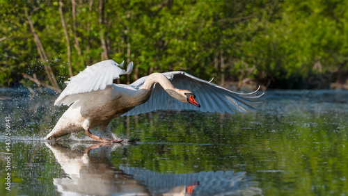 Male Mute swan landing on the surface of a lake by flapping its wings. Cygnus olor, Touraine, Indre et Loire 37, région Centre Val de Loire, France, European Union, Europe