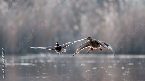 Fototapeta Naklejka Na Ścianę i Meble -  Flight Mallard ducks above a pond at sunrise. Anas platyrhynchos, Sologne, Loiret 45, région Centre Val de Loire, France, European Union, Europe