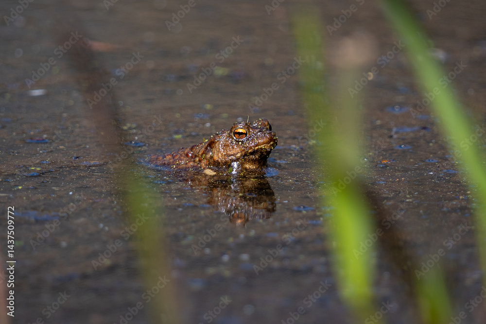 frog in the water