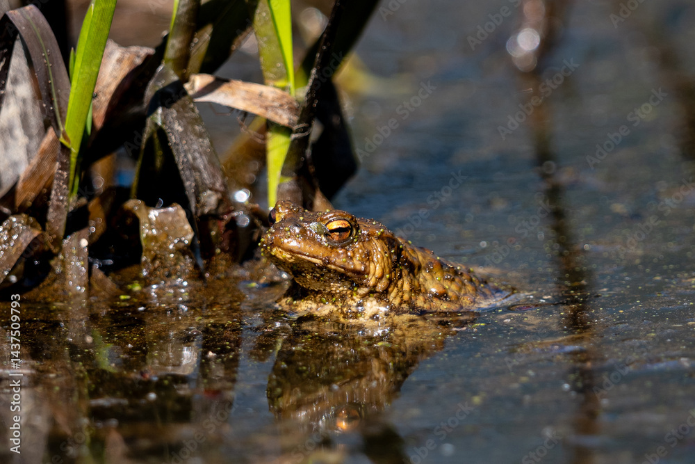 frog in the pond
