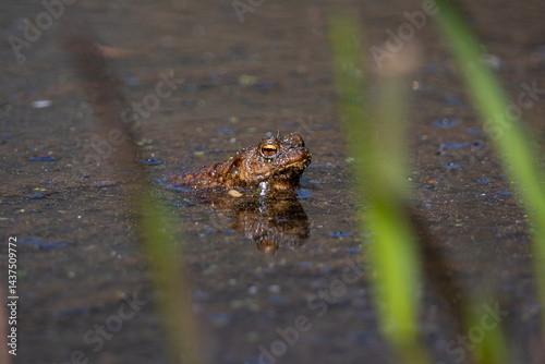 Obraz na płótnie frog in the water w salonie