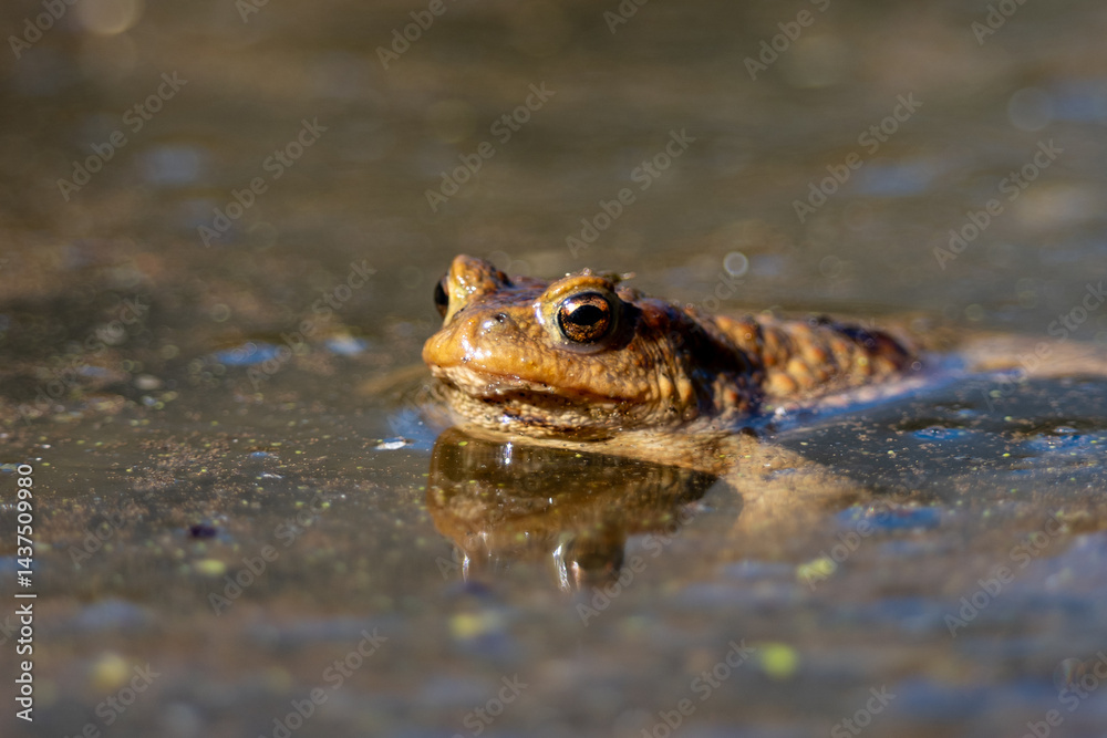 frog in water