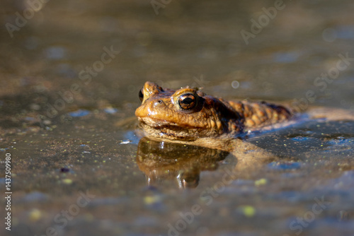 Obraz na płótnie frog in water w salonie