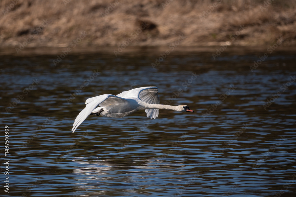 swan flying over the water