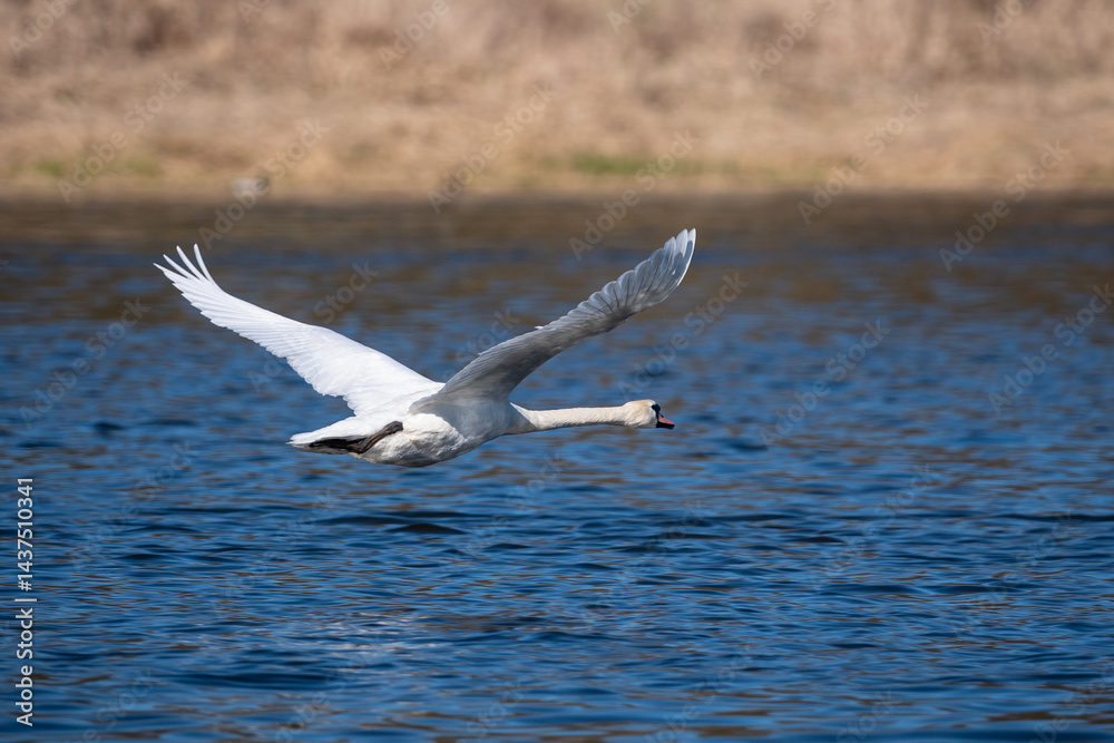 swan flying over the water