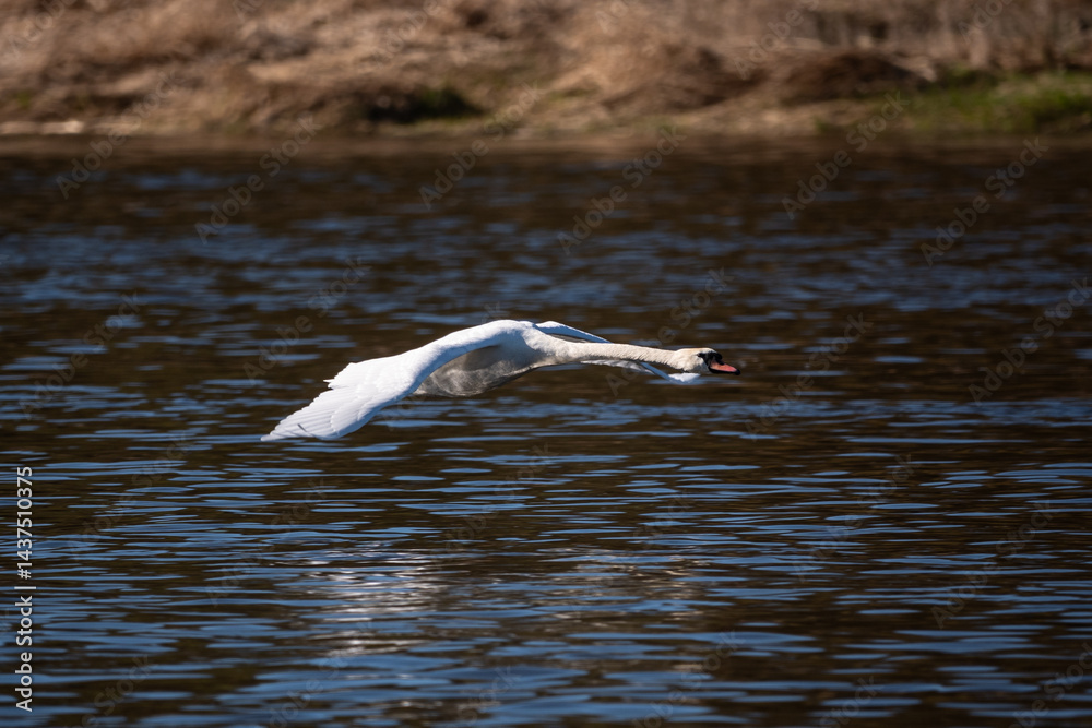 swan flying over the water