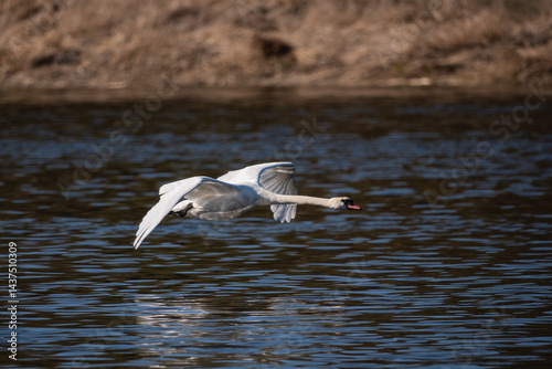 Obraz na płótnie swan flying over the water w salonie