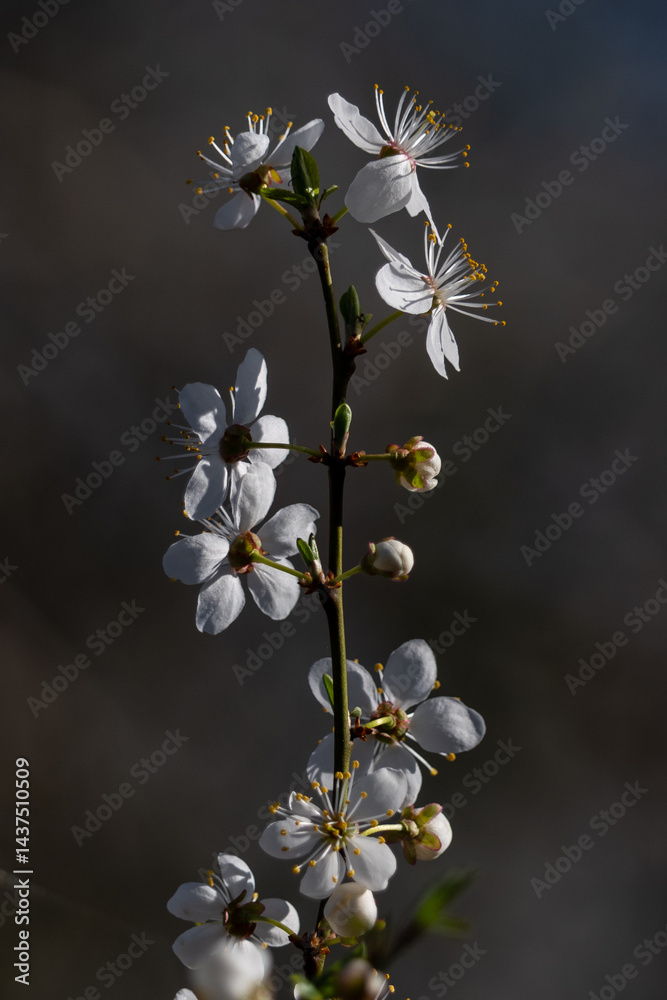 white flowers on black background