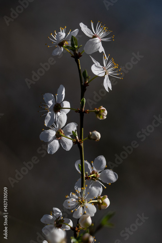 Obraz na płótnie white flowers on black background w salonie