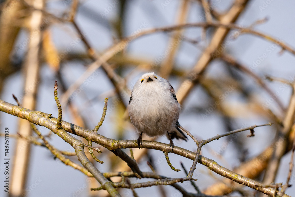 The long-tailed tit (Aegithalos caudatus)