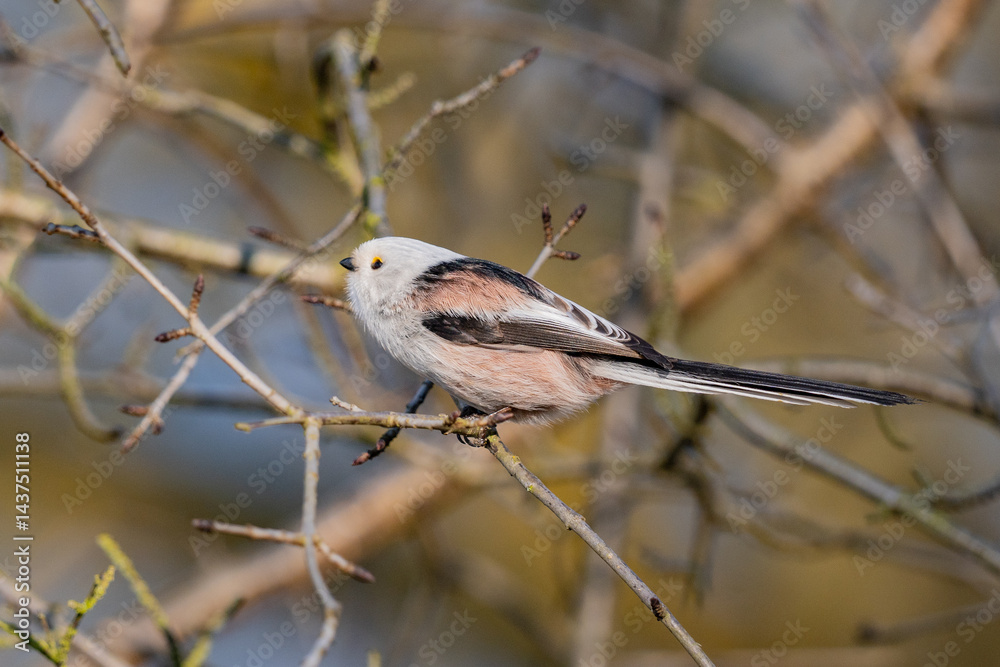 The long-tailed tit (Aegithalos caudatus)