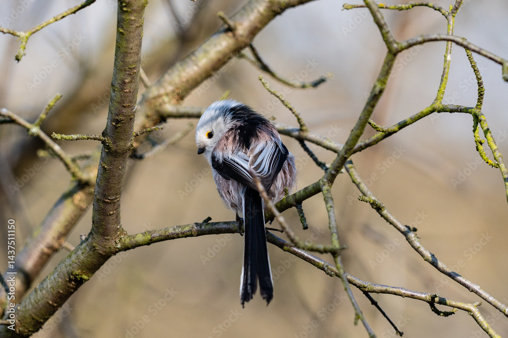The long-tailed tit (Aegithalos caudatus)
