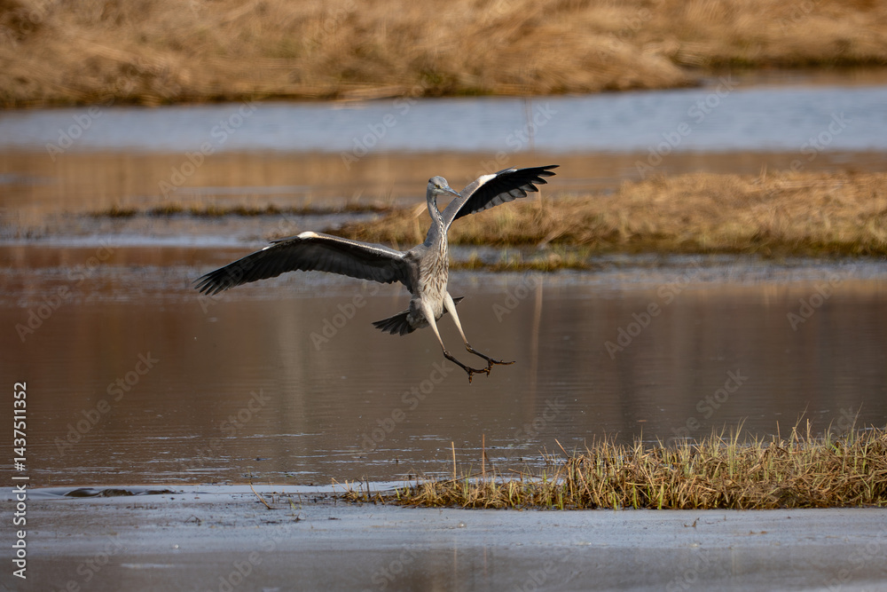 Grey Heron
Ardea cinerea
