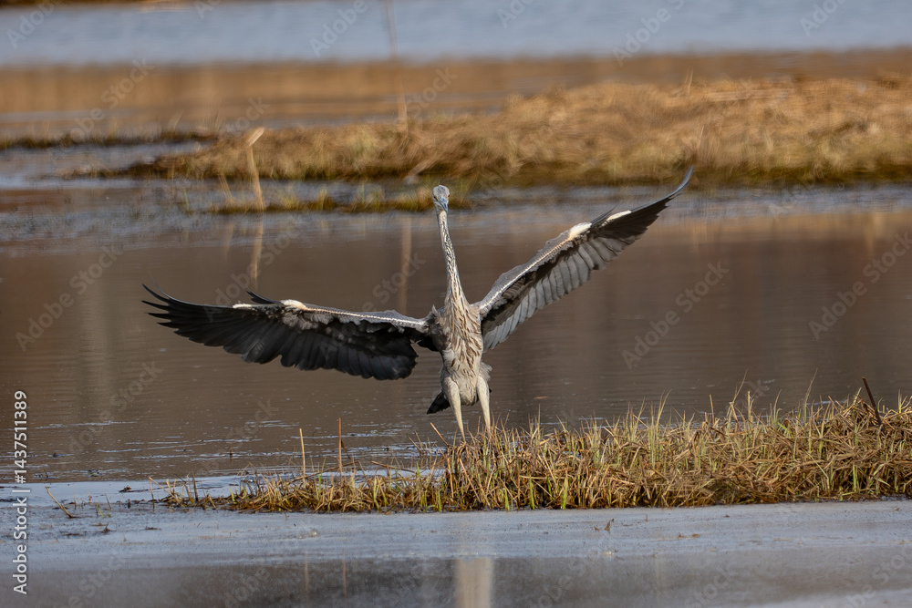 Grey Heron
Ardea cinerea