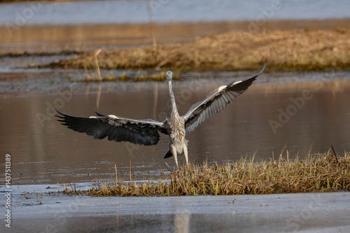 Grey Heron
Ardea cinerea
