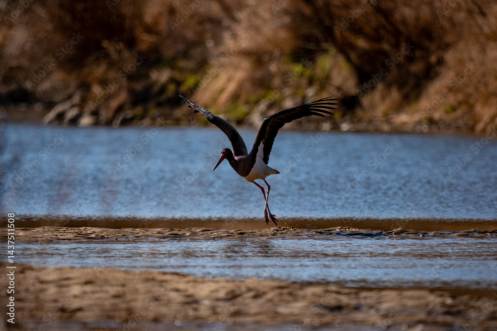 Black stork